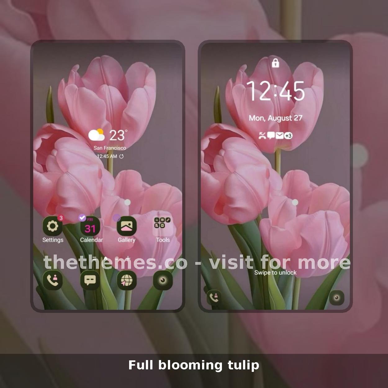 Full blooming tulip