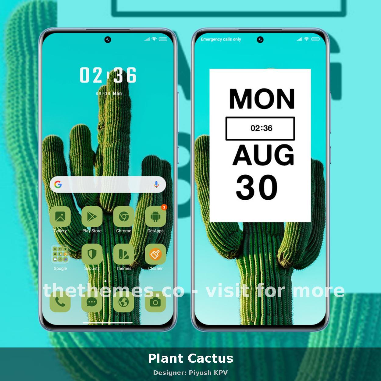 Plant Cactus