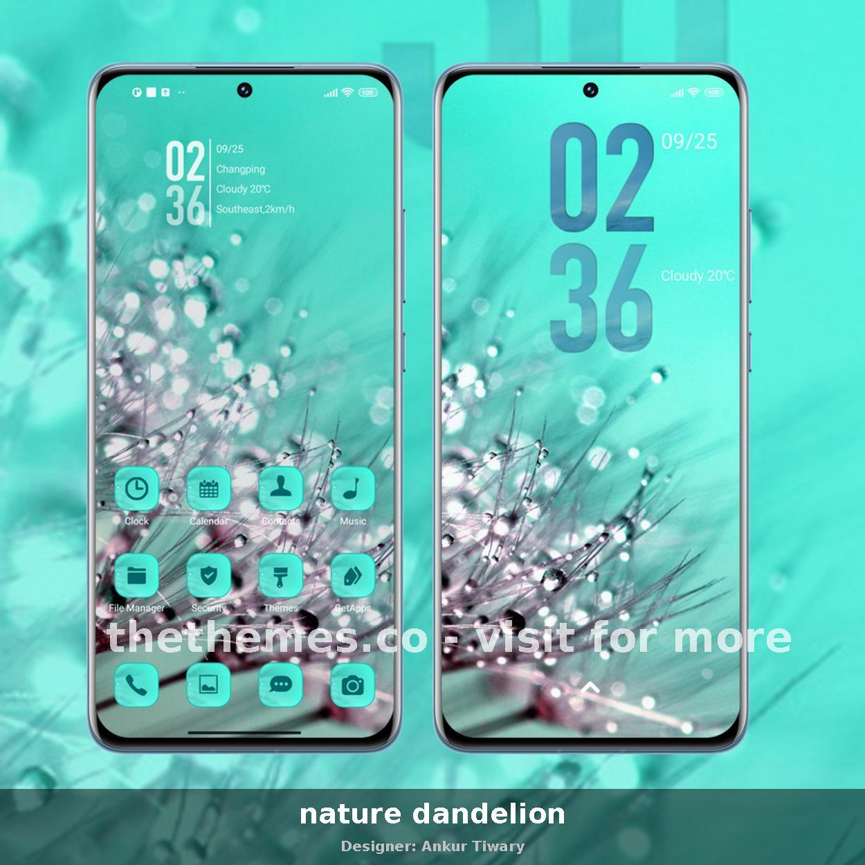 nature dandelion