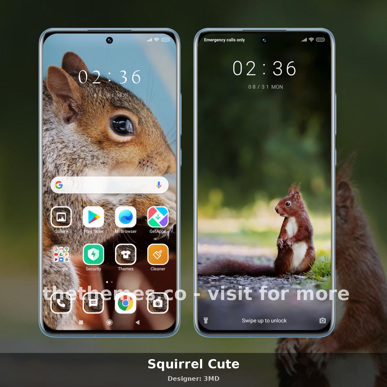 Squirrel Cute