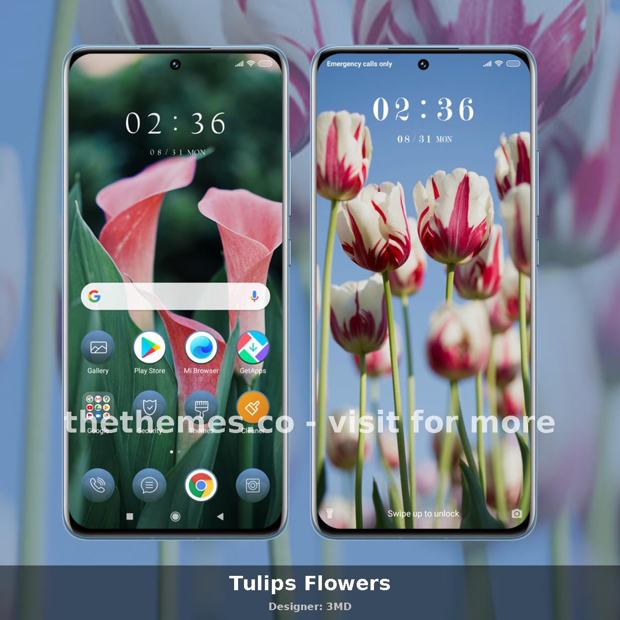 Tulips Flowers