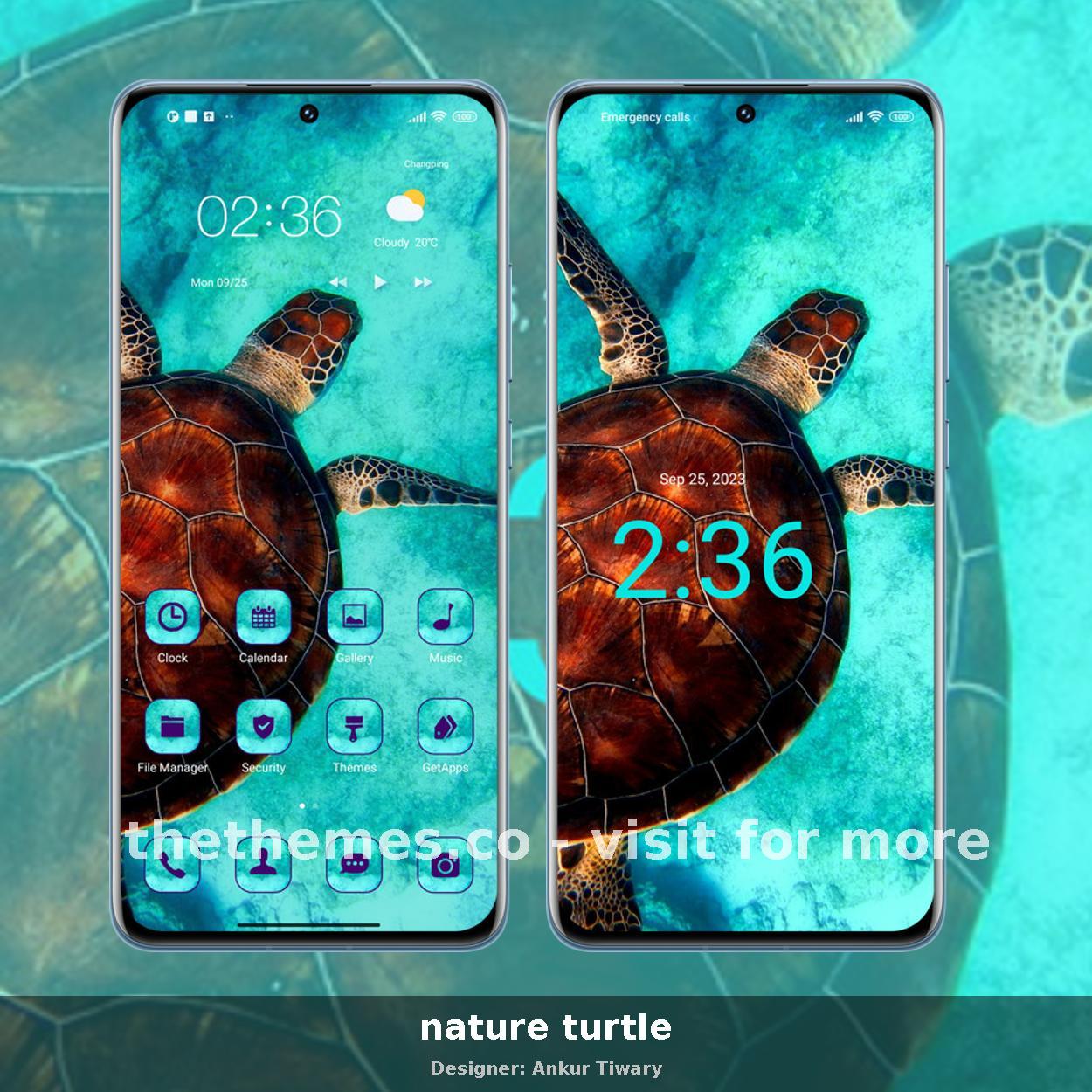 nature turtle