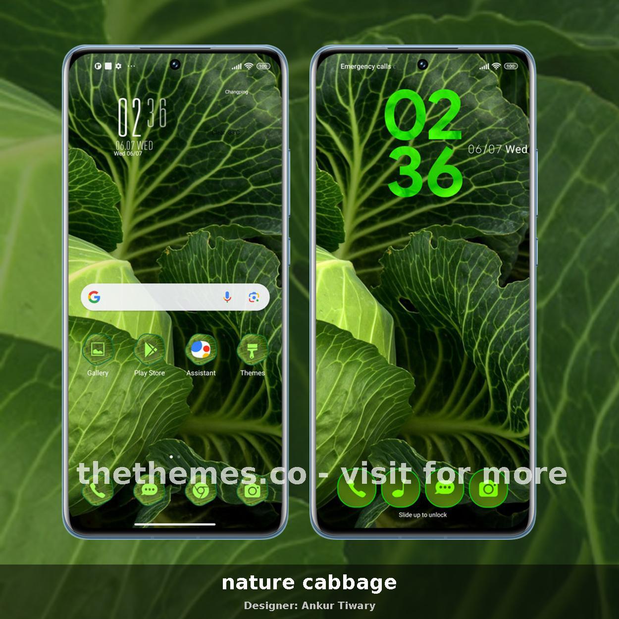 nature cabbage