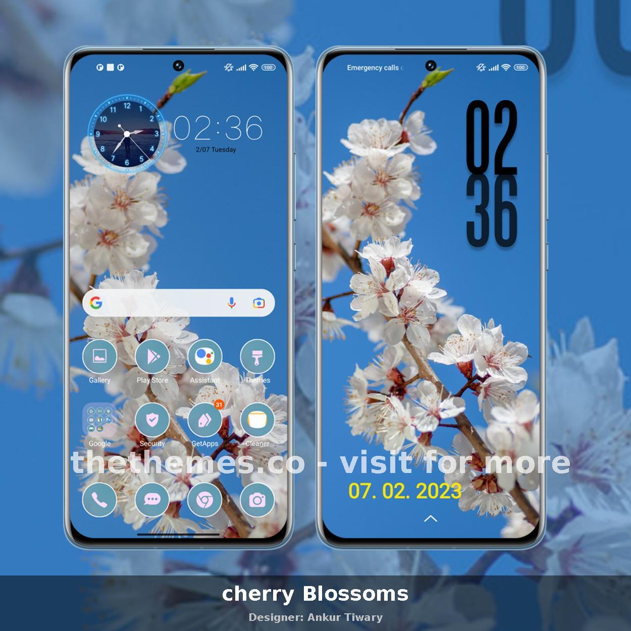 cherry Blossoms