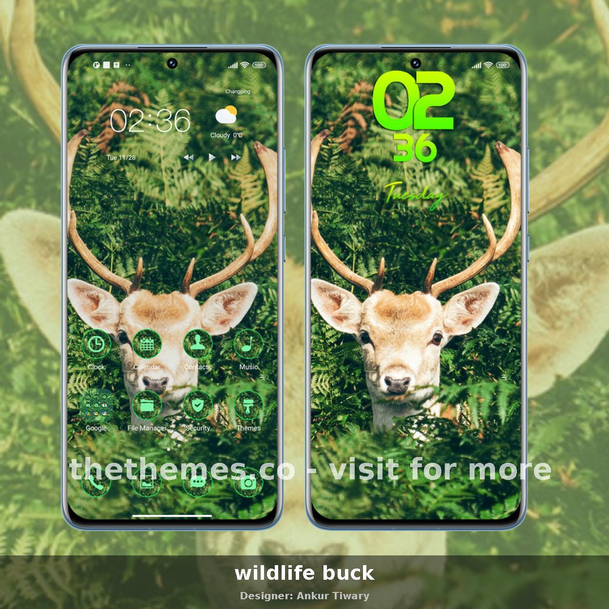 wildlife buck