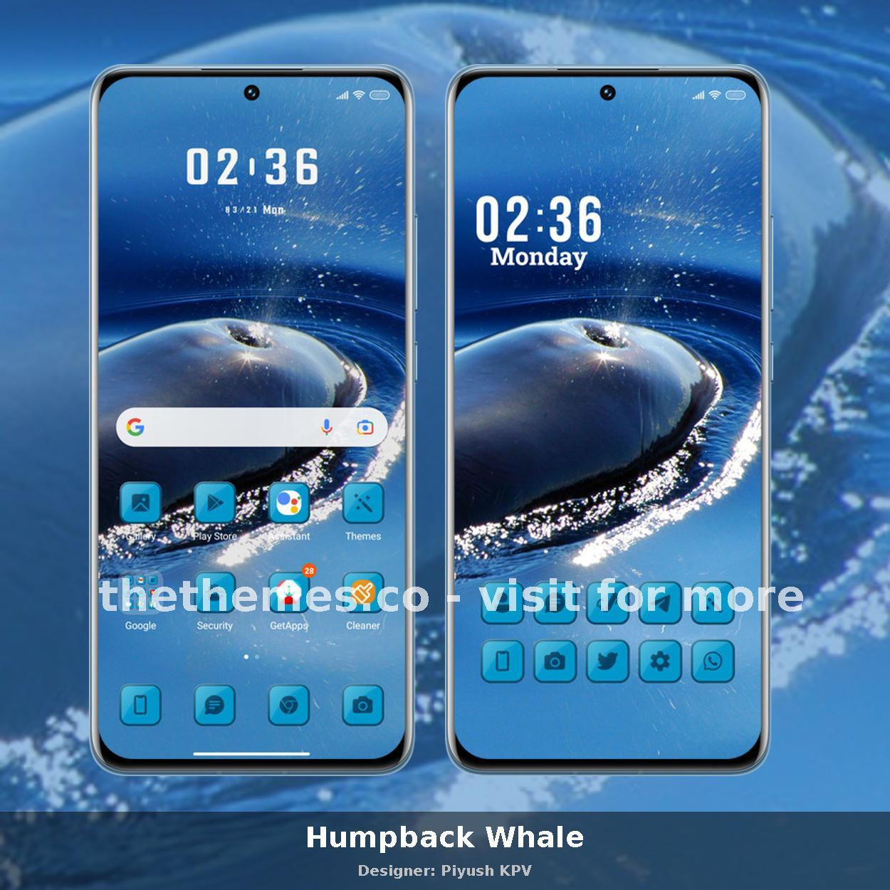 Humpback Whale