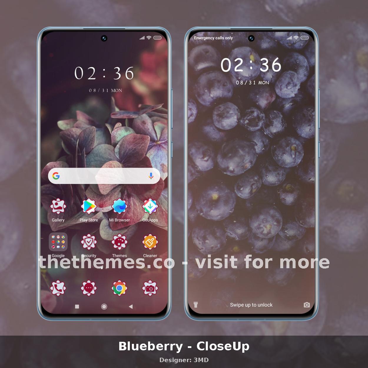 Blueberry - CloseUp