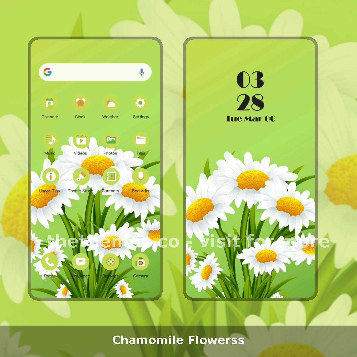 Chamomile Flowerss